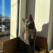 Sally participe au concours pour gagner de l'argent avec cette photo : cat, gray_cat, cardboard_box, window, sunlight, shadow, indoor, pet, animal, feline, contemplative, sitting, daylight, reflection, whiskers, ears, paws, fur, domestic_cat, house