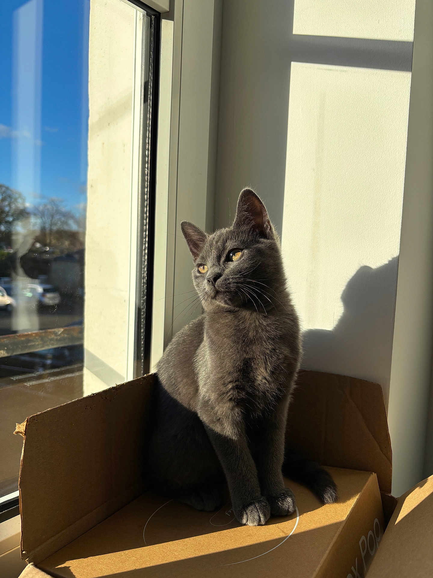 Sally participe au concours pour gagner de l'argent avec cette photo : cat, gray_cat, cardboard_box, window, sunlight, shadow, indoor, pet, animal, feline, contemplative, sitting, daylight, reflection, whiskers, ears, paws, fur, domestic_cat, house
