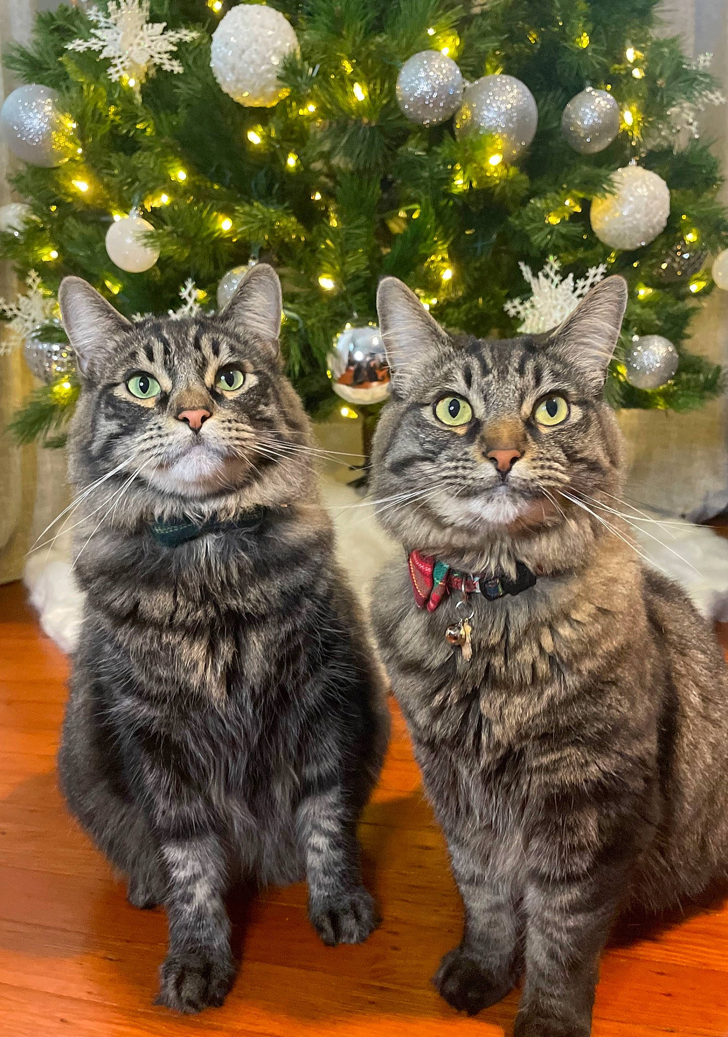 Pasta is registered to the contest to win money with this photo: art, carnivore, cat, christmas_ornament, christmas_tree, conifer, domestic_short_haired_cat, event, felidae, fur, grass, holiday, holiday_ornament, mammal, small_to_medium_sized_cats, snout, tail, terrestrial_animal, vertebrate, whiskers