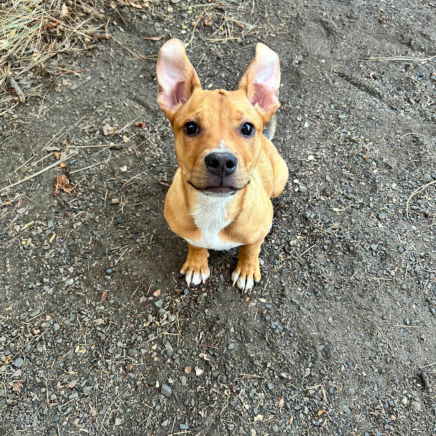 Boots joined the competition — help win amazing prizes! accessories, animal, beagle, bulldog, canine, chihuahua, dog, frenchbulldog, grass, hound, leash, outdoors, pet, plant, puppy, road, rock, snout, soil, strap