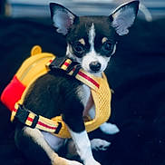 Dean joined the competition — help win amazing prizes! puppy, dog, small_dog, black_and_white, yellow_harness, pet, animal, cute, sitting, indoor, close_up, young_dog, canine, adorable, looking_at_camera, ears_up, fur, domestic_animal, companion, portrait