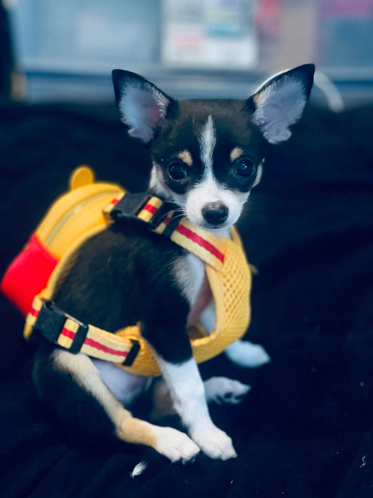 Dean joined the competition — help win amazing prizes! puppy, dog, small_dog, black_and_white, yellow_harness, pet, animal, cute, sitting, indoor, close_up, young_dog, canine, adorable, looking_at_camera, ears_up, fur, domestic_animal, companion, portrait