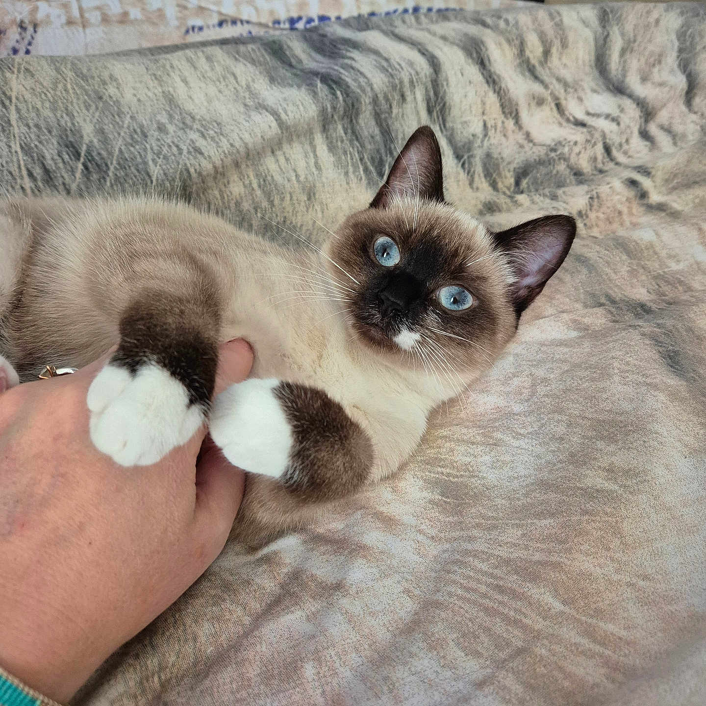 Cookie participe au concours pour gagner de l'argent avec cette photo : accessories, animal, baby, bed, bedroom, cat, couch, face, furniture, head, indoors, kitten, manx, person, pet, photography, portrait, quilt, room, siamese