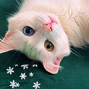 Snow participe au concours pour gagner de l'argent avec cette photo : cat, white_cat, heterochromia, blue_eye, yellow_eye, pet, animal, close_up, cute, lying_down, indoor, fur, whiskers, pink_nose, snowflake_graphics, text_overlay, green_background, portrait, face, relaxed