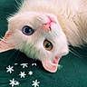 cat, white_cat, heterochromia, blue_eye, yellow_eye, pet, animal, close_up, cute, lying_down, indoor, fur, whiskers, pink_nose, snowflake_graphics, text_overlay, green_background, portrait, face, relaxed