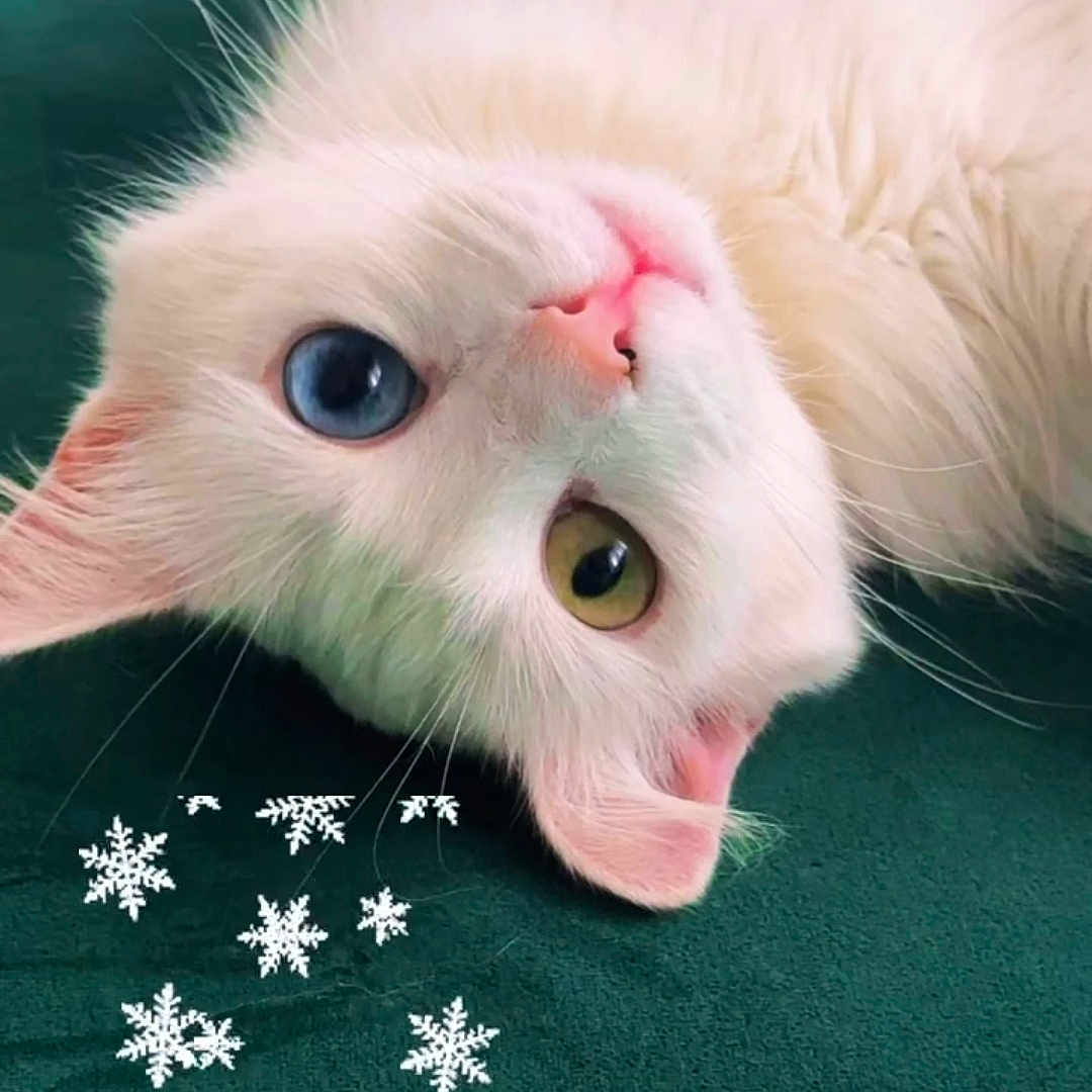 Snow participe au concours pour gagner de l'argent avec cette photo : cat, white_cat, heterochromia, blue_eye, yellow_eye, pet, animal, close_up, cute, lying_down, indoor, fur, whiskers, pink_nose, snowflake_graphics, text_overlay, green_background, portrait, face, relaxed