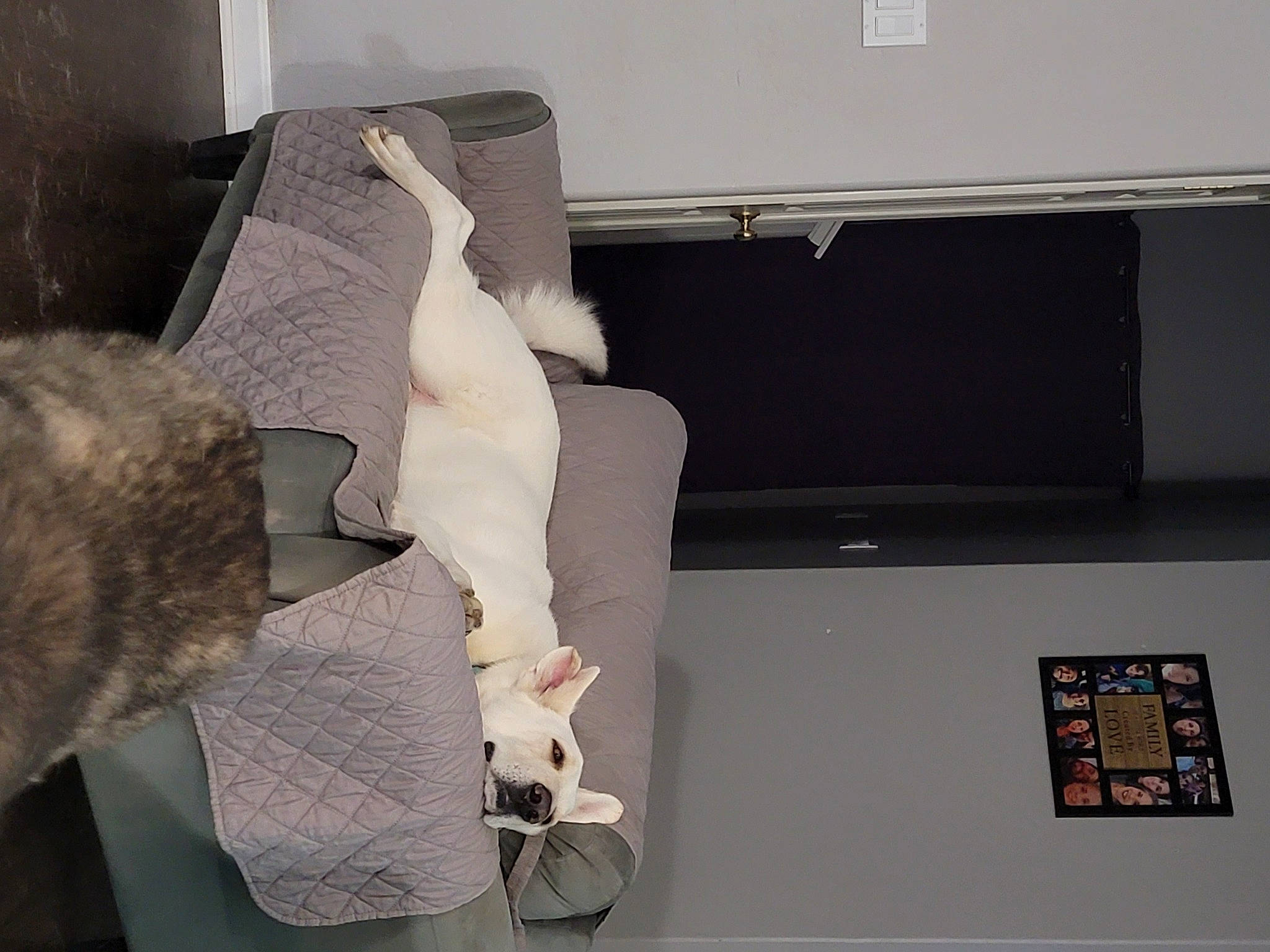 Vinny is registered to the contest to win money with this photo: art, comfort, couch, elbow, fashion_design, flesh, fur, human_leg, knee, linens, natural_material, paper, paper_product, plaster, rectangle, room, thigh, visual_arts, wing, wrist