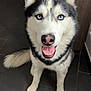Orio a rejoint le concours — aidez-le/la à gagner de superbes lots ! dog, siberian_husky, blue_eyes, indoor, pet, canine, animal, tongue_out, smiling, fur, black_and_white, floor, tile, cabinet, paper, happy, portrait, sitting, domestic, cute