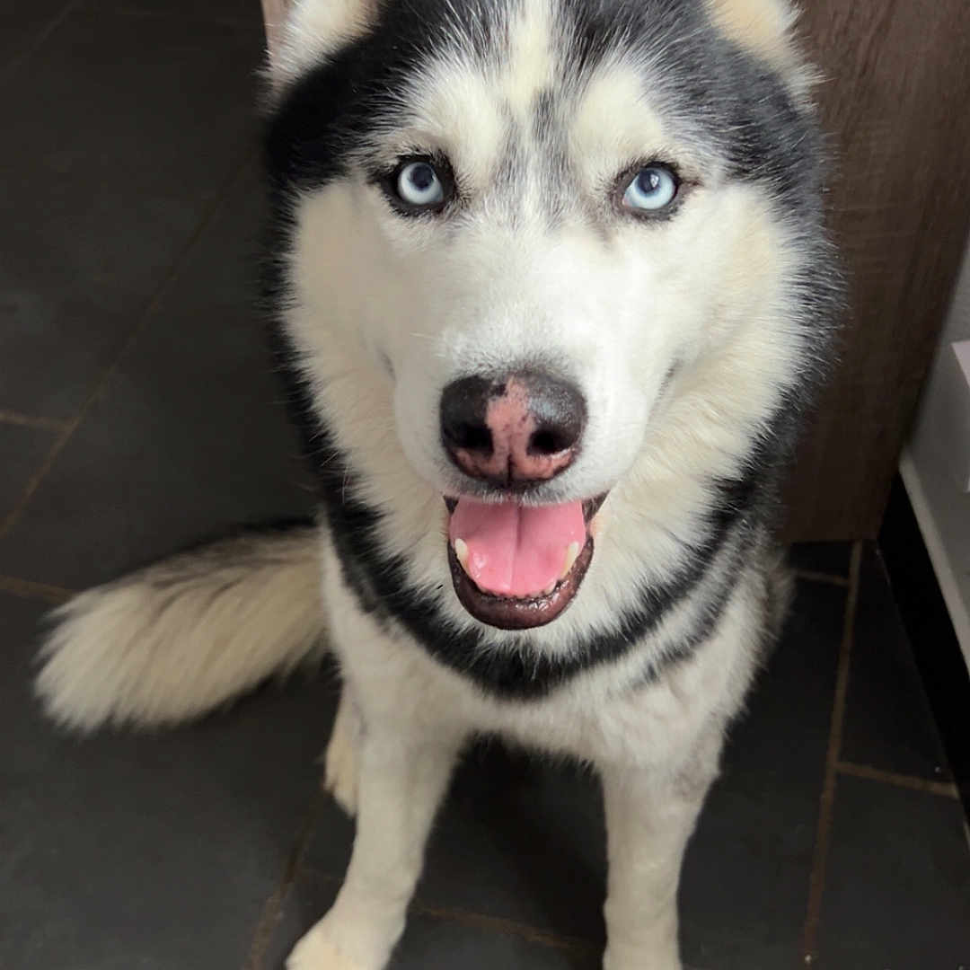 Orio a rejoint le concours — aidez-le/la à gagner de superbes lots ! animal, black_and_white, blue_eyes, cabinet, canine, cute, dog, domestic, floor, fur, happy, indoor, paper, pet, portrait, siberian_husky, sitting, smiling, tile, tongue_out