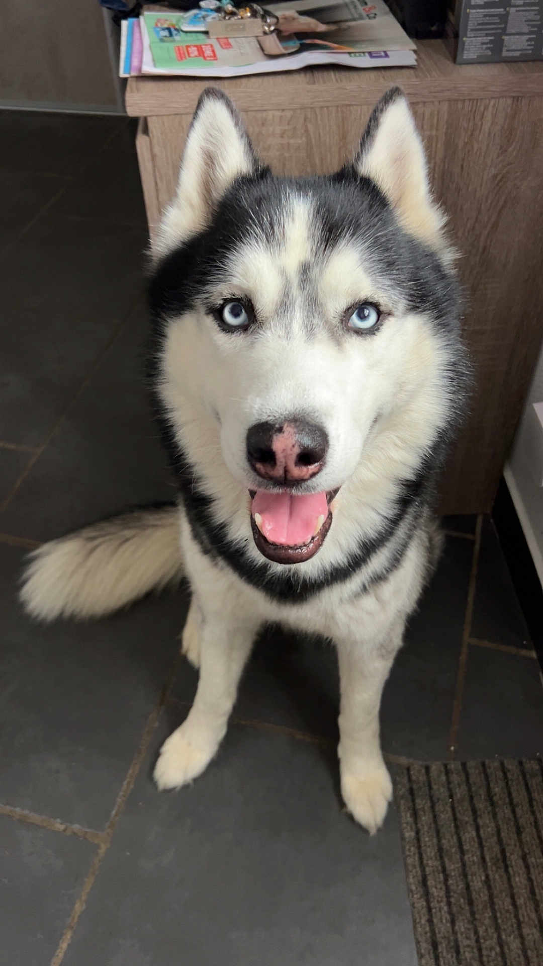 Orio a rejoint le concours — aidez-le/la à gagner de superbes lots ! dog, siberian_husky, blue_eyes, indoor, pet, canine, animal, tongue_out, smiling, fur, black_and_white, floor, tile, cabinet, paper, happy, portrait, sitting, domestic, cute