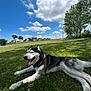 dog, husky, canine, outdoor, grass, park, blue_sky, clouds, tree, sunlight, tongue_out, pet, animal, nature, summer, relaxing, collar, mammal, daytime, happy