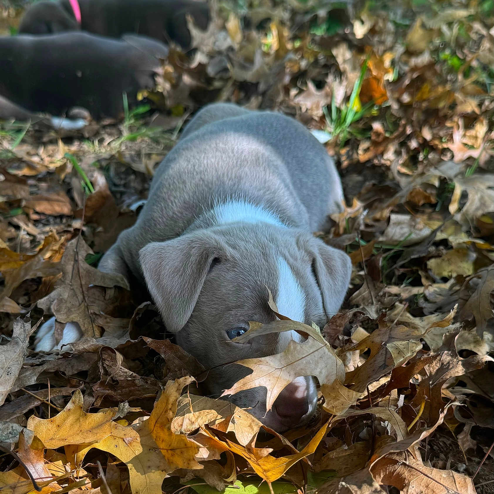 Petey is registered to the contest to win money with this photo: animal, ball, canine, dog, face, grass, head, hound, leaf, person, pet, photography, pig, plant, pointer, puppy, sport, tennis, tennisball, tree