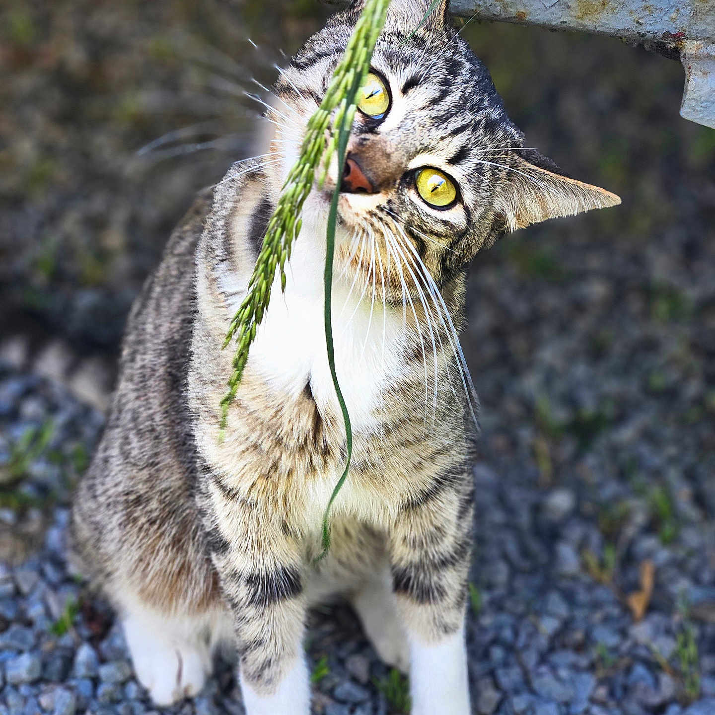 Flowky participe au concours pour gagner de l'argent avec cette photo : animal, cat, closeup, curious, feline, fur, grass, ground, head_tilt, metal, nature, outdoor, pet, playful, rock, rust, sitting, tabby, whiskers, yellow_eyes