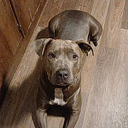 Remy is registered to the contest to win money with this photo: dog, brown_dog, pet, canine, indoor, wood_floor, wooden_wall, looking_up, lying_down, animal, mammal, ears, face, collar, floor, domestic_animal, closeup, house, fur, companion