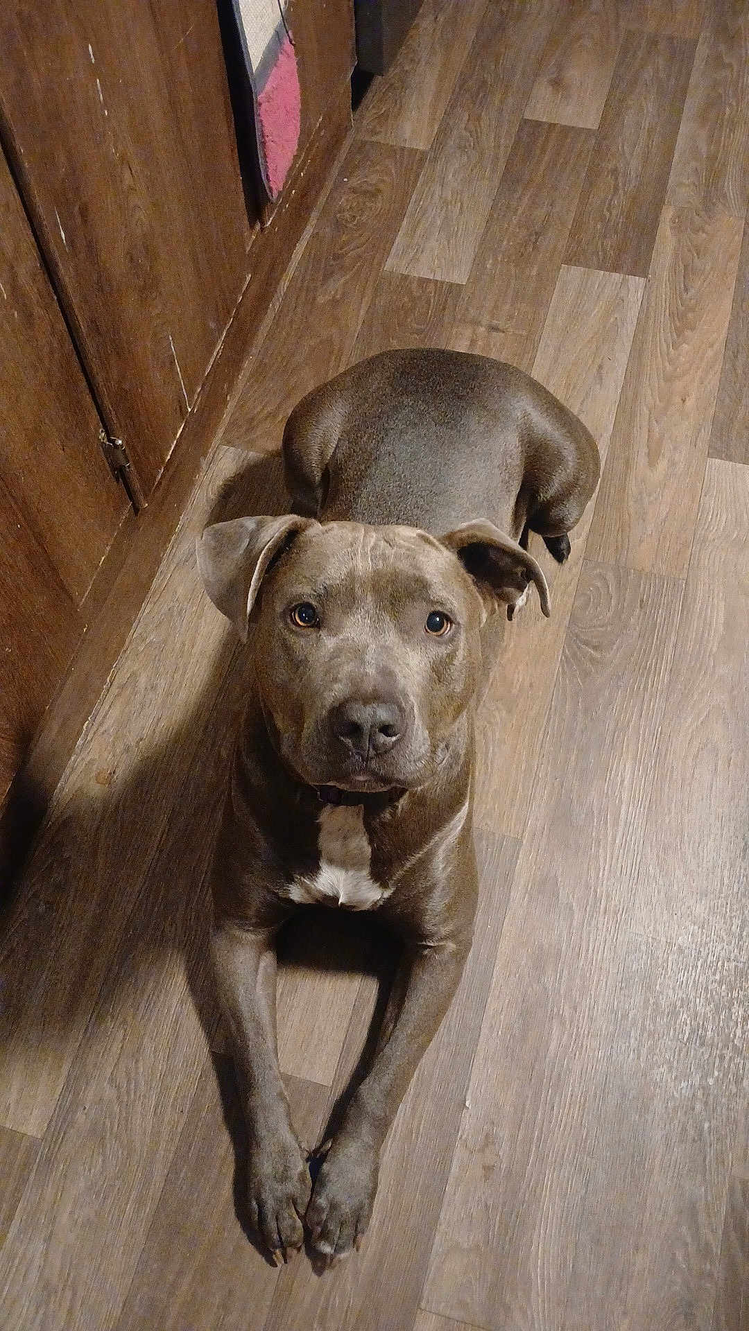 Remy is registered to the contest to win money with this photo: dog, brown_dog, pet, canine, indoor, wood_floor, wooden_wall, looking_up, lying_down, animal, mammal, ears, face, collar, floor, domestic_animal, closeup, house, fur, companion