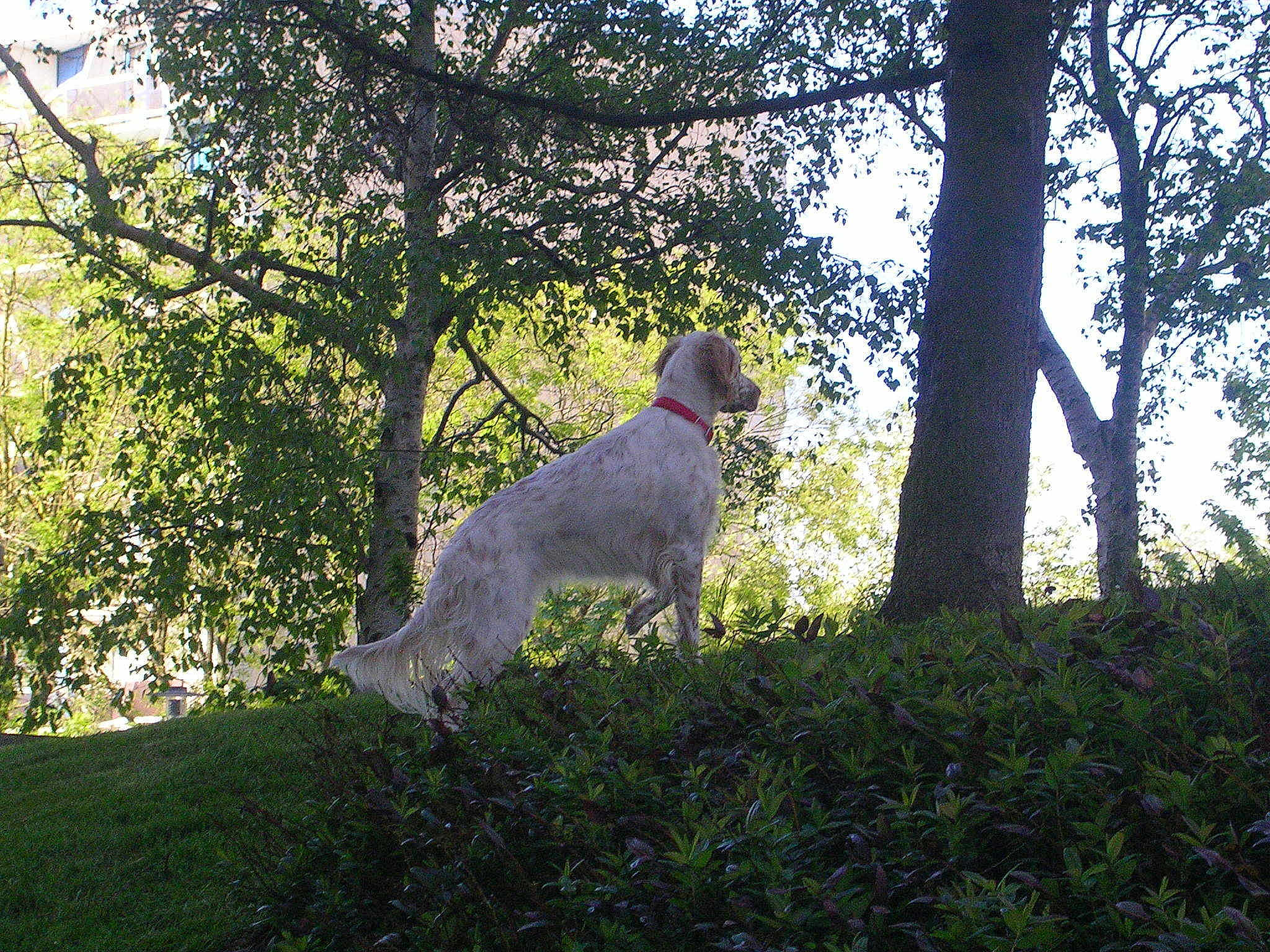 Fiona