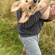 Eddie is registered to the contest to win money with this photo: dog, puppy, person, holding, outdoor, grass, field, casual_clothing, hoodie, shorts, sneakers, happy, playful, ears, mouth_open, nature, summer, canine, pet, animal