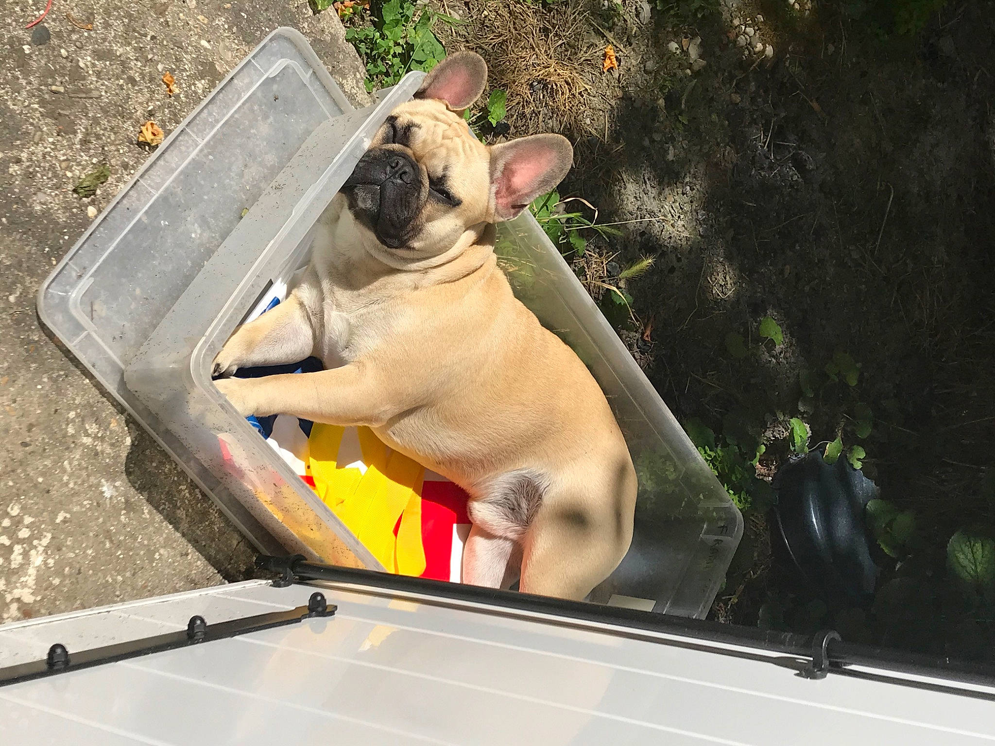 Crumble participe au concours pour gagner de l'argent avec cette photo : bulldog, canidae, carnivore, companion_dog, dog, dog_breed, fawn, french_bulldog, mammal, non_sporting_group, pug, snout, toy_dog, vehicle, vertebrate
