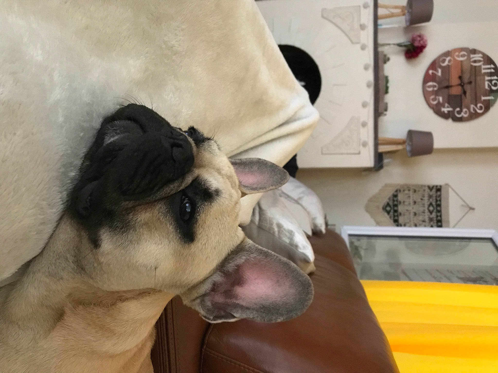 Crumble a rejoint le concours — aidez-le/la à gagner de superbes lots ! boston_terrier, bulldog, bullmastiff, canidae, carnivore, companion_dog, dog, dog_breed, ear, fawn, french_bulldog, head, non_sporting_group, old_english_bulldog, olde_english_bulldogge, pug, puppy, puppy_love, snout, toy_dog