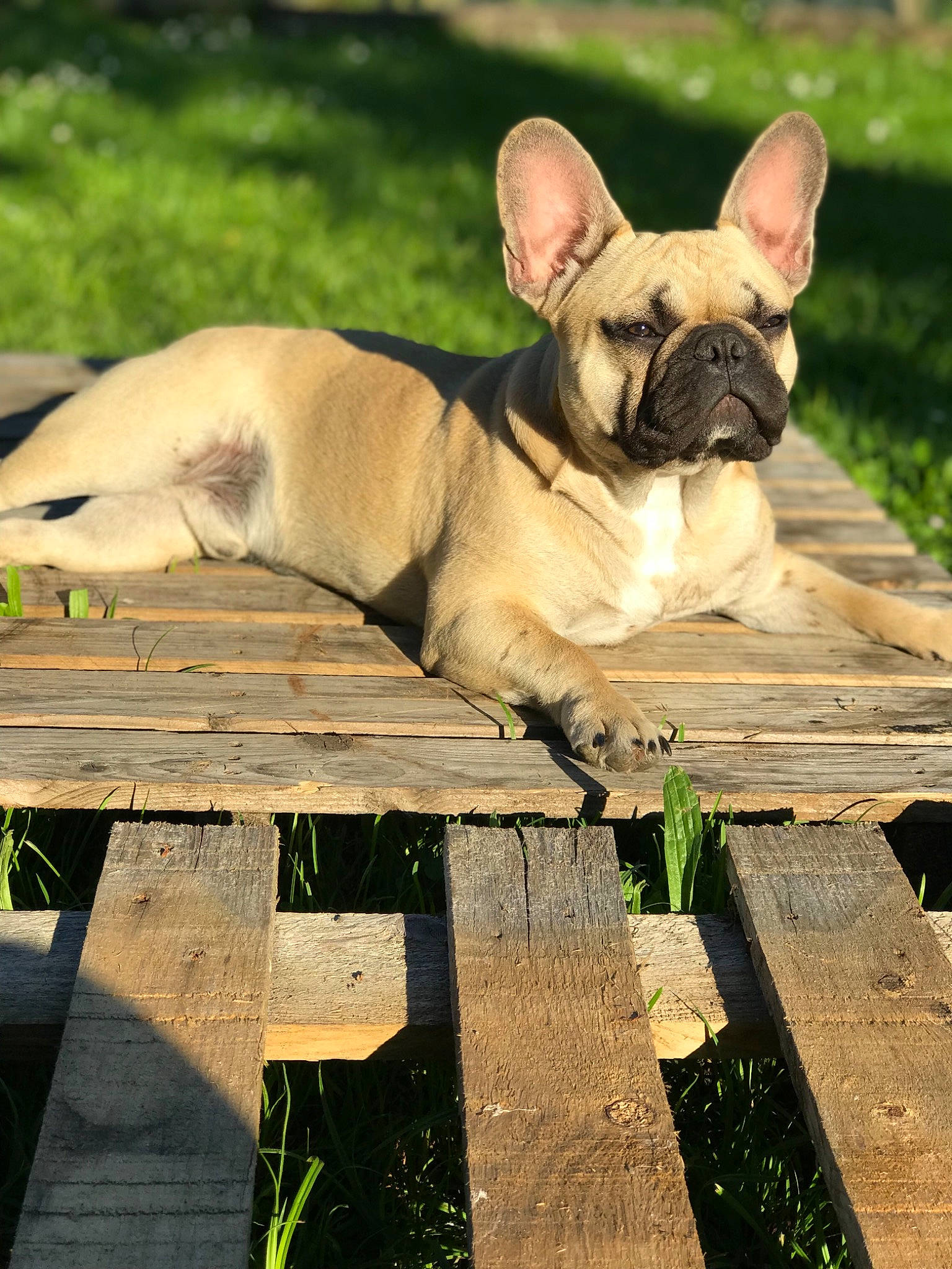 Crumble a rejoint le concours — aidez-le/la à gagner de superbes lots ! bulldog, canidae, carnivore, companion_dog, dog, dog_breed, ear, fawn, french_bulldog, grass, mammal, molosser, non_sporting_group, snout, tree, vertebrate