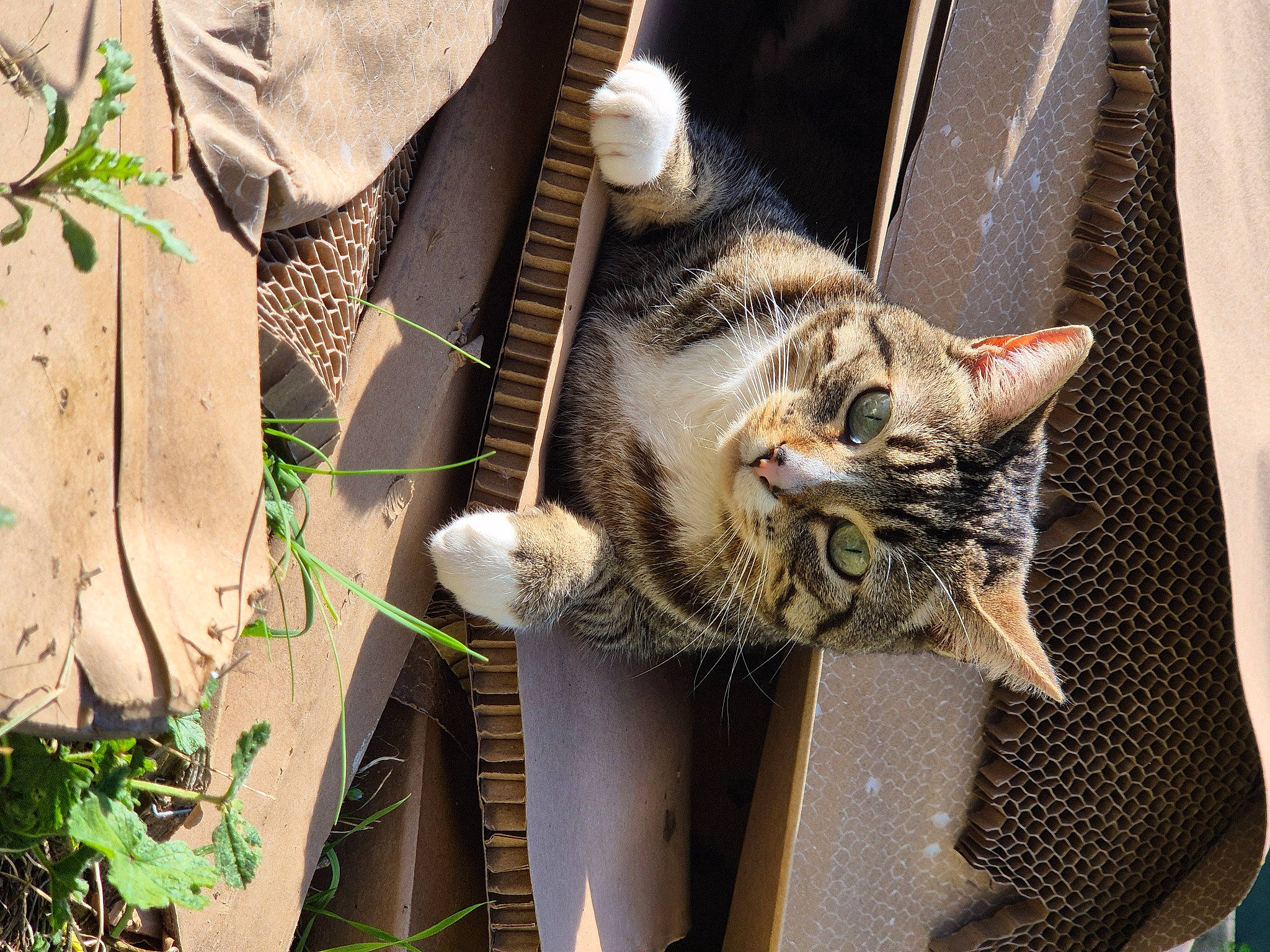 Kiara a rejoint le concours — aidez-le/la à gagner de superbes lots ! carnivore, cat, claw, domestic_short_haired_cat, felidae, fur, grass, paw, plant, sitting, small_to_medium_sized_cats, snout, tail, tie, tree, twig, whiskers, wildlife