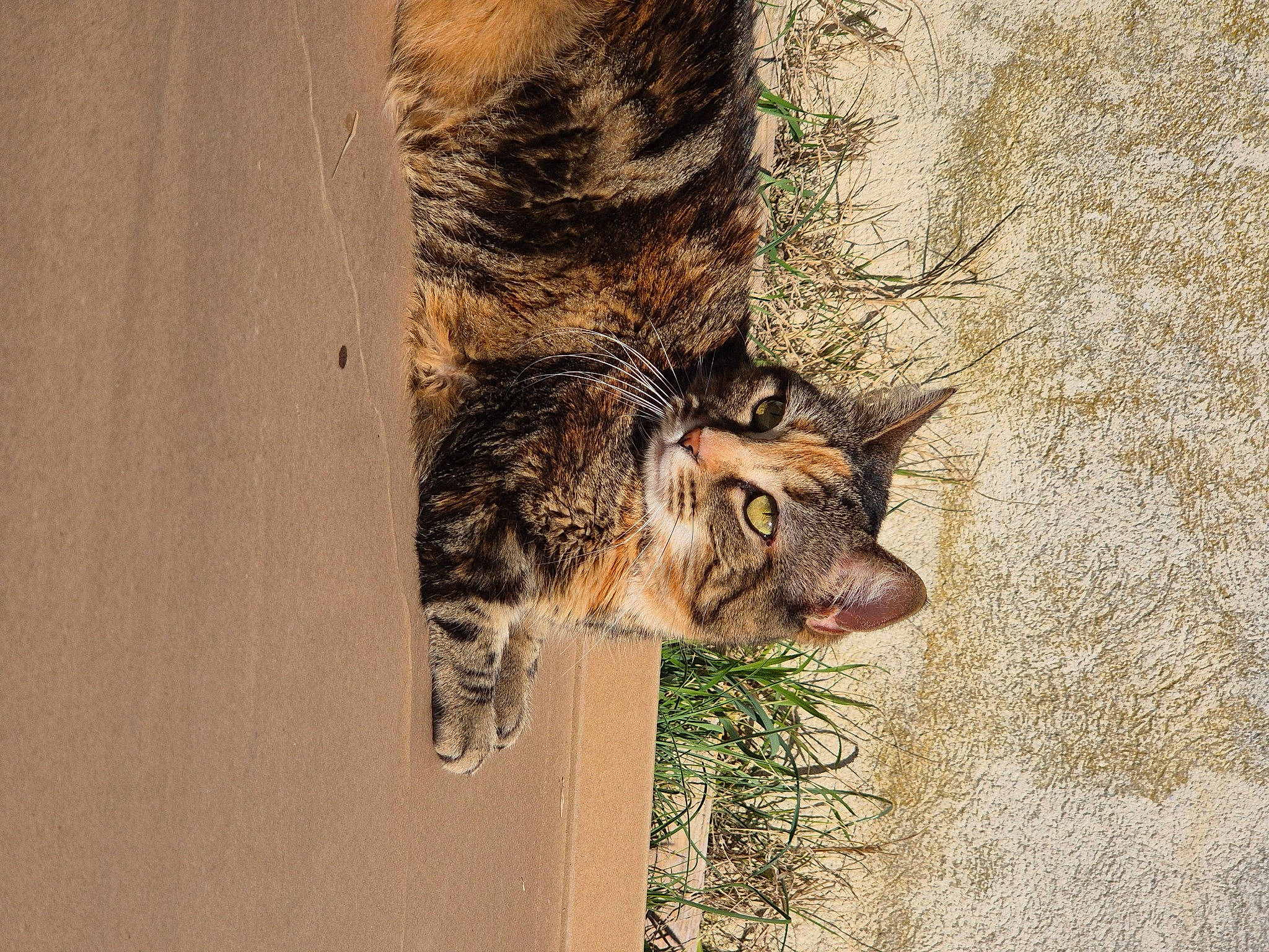 Nahla participe au concours pour gagner de l'argent avec cette photo : carnivore, cat, claw, domestic_short_haired_cat, eye, felidae, fur, grass, paw, plant, small_to_medium_sized_cats, snout, tail, terrestrial_animal, tree, trunk, whiskers, wildlife, window, wood