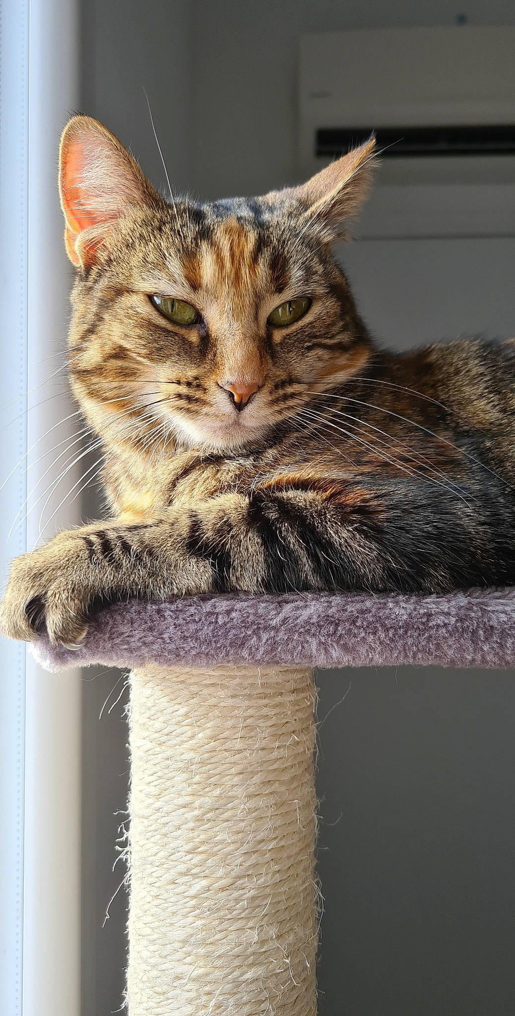 Nahla participe au concours pour gagner de l'argent avec cette photo : art, carnivore, cat, cat_furniture, cat_supply, claw, domestic_short_haired_cat, fawn, felidae, fur, paw, sitting, small_to_medium_sized_cats, snout, tail, terrestrial_animal, tree, whiskers, wildlife, wood