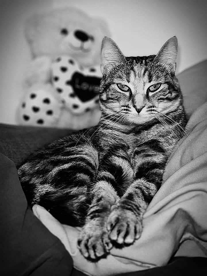 Nahla participe au concours pour gagner de l'argent avec cette photo : black, black_and_white, carnivore, cat, comfort, domestic_short_haired_cat, felidae, fur, grey, human_body, leg, mammal, monochrome, monochrome_photography, small_to_medium_sized_cats, snout, style, tree, vertebrate, whiskers