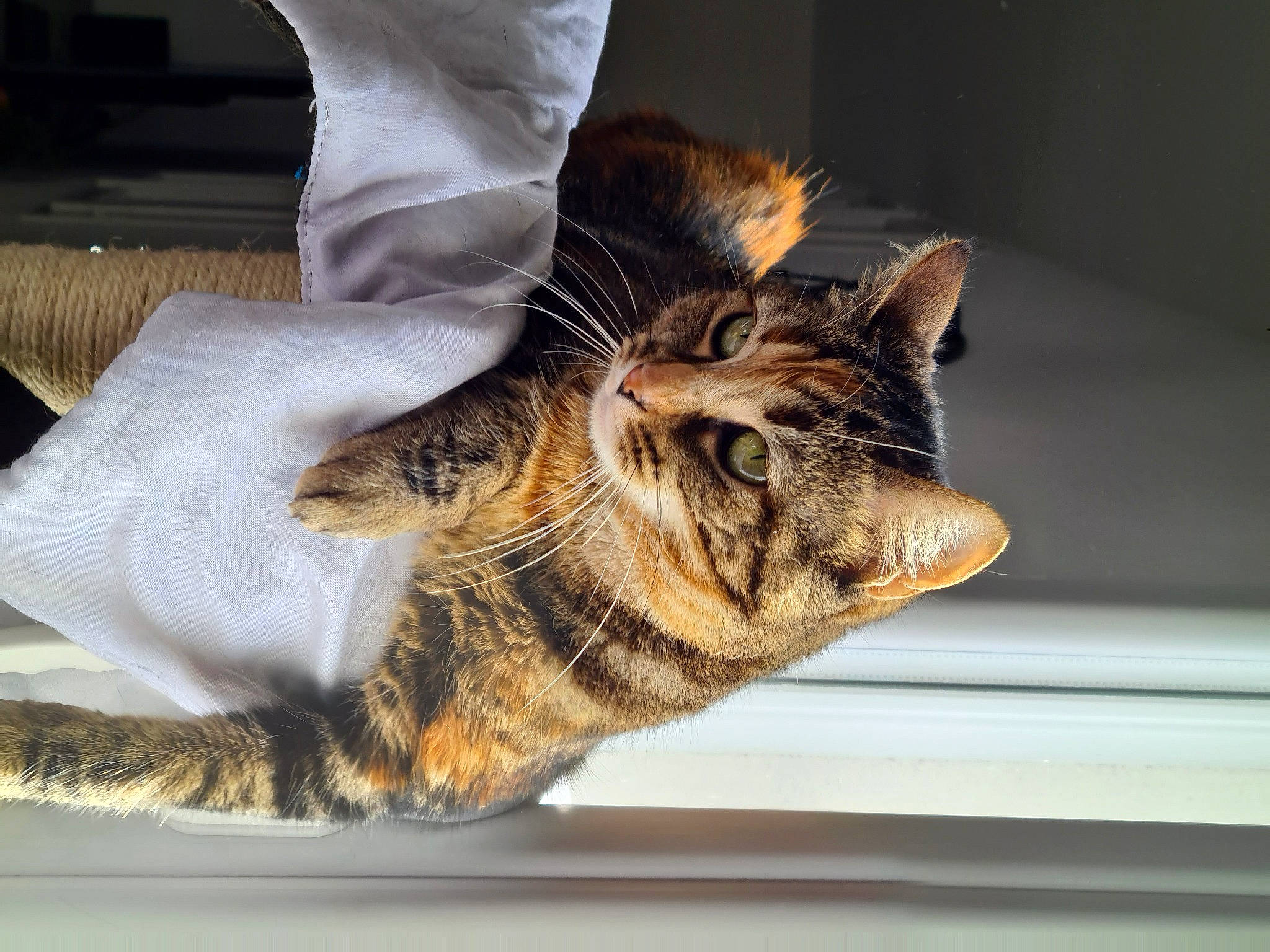 Nahla participe au concours pour gagner de l'argent avec cette photo : carnivore, cat, claw, comfort, domestic_short_haired_cat, felidae, fur, nap, paw, sitting, sleep, small_to_medium_sized_cats, tail, terrestrial_animal, vertebrate, whiskers, window, wood