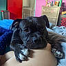 Jerry joined the competition — help win amazing prizes! animal, bed, black_dog, blanket, colorful_wall, cozy, cute, dog, dresser, furniture, hand, indoor, looking, paw, person, pet, relaxed, resting, room, soft_light