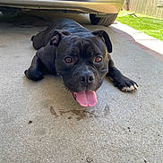 Jerry is registered to the contest to win money with this photo: animal, black_dog, canine, car, concrete, dog, driveway, ears, happy, license_plate, lying_down, nose, outdoor, pavement, paw, pet, playful, shadow, sunlight, tongue_out
