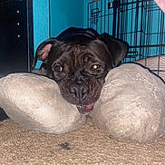 Jerry joined the competition — help win amazing prizes! dog, black_dog, resting, plush, cushion, carpet, indoor, crate, blue_wall, pet, animal, relaxed, sleepy, floor, canine, nose, ears, fur, head, closeup