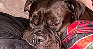 Jerry is registered to the contest to win money with this photo: dog, sleeping, bed, blanket, resting, indoor, black_dog, closeup, wrinkled_face, cozy, tired, pet, canine, fur, snout, ear, fabric, textile, wall, relaxation