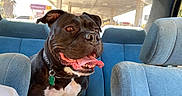 Jerry is registered to the contest to win money with this photo: animal_portrait, backseat, black_dog, blue_seat, canine, car_interior, closeup, collar, daylight, dog, domestic_animal, excited, gas_station, happy_dog, pet, tag, tongue_out, transportation, white_chest, window
