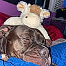 Jerry joined the competition — help win amazing prizes! dog, sleeping, stuffed_animal, plush_toy, bedroom, blanket, cozy, resting, indoor, cute, pet, animal, brown_dog, close_up, relaxing, soft_texture, fabric, home, comfort, nap