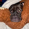 Jerry is registered to the contest to win money with this photo: dog, black_dog, blanket, fur, snuggled, cozy, pet, animal, cute, sleepy, indoors, brown_blanket, white_blanket, closeup, face, nostrils, ears, fur_texture, resting, comfort