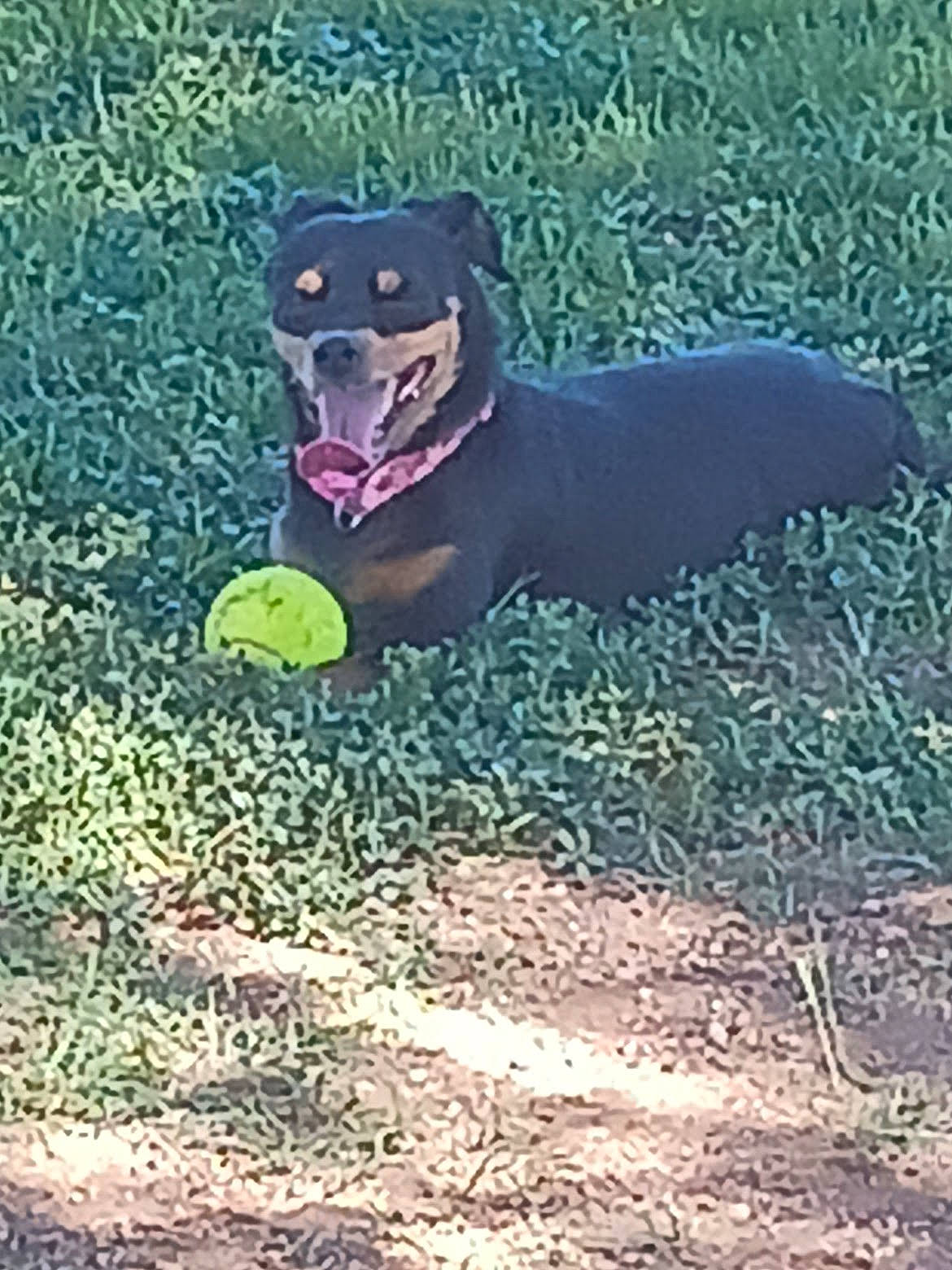 Tatum is registered to the contest to win money with this photo: ball, carnivore, circle, companion_dog, dog, dog_breed, dog_sports, dog_supply, electric_blue, grass, non_sporting_group, photo_caption, play, snout, sports_equipment, sports_toy, tail, tennis_ball, tennis_equipment, working_dog