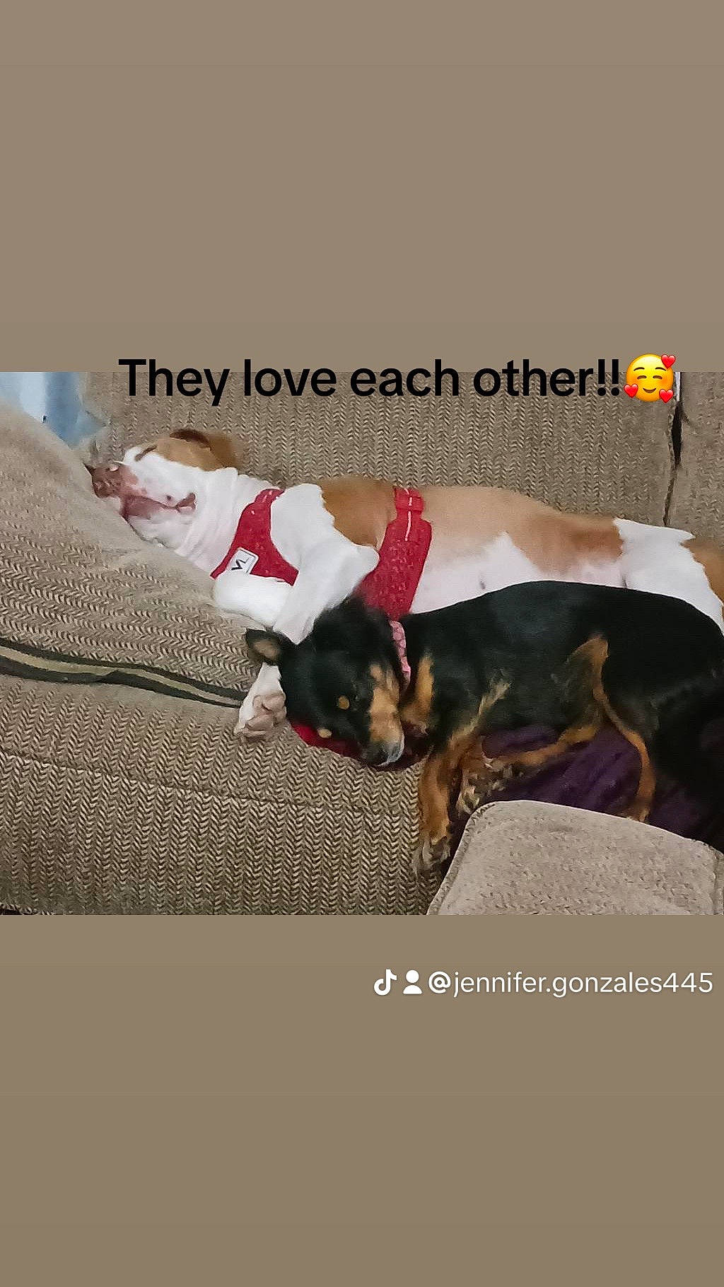 Tatum joined the competition — help win amazing prizes! advertising, brand, canidae, carnivore, comfort, companion_dog, couch, dog, dog_breed, dog_supply, fawn, font, linens, paw, photo_caption, rectangle, room, sporting_group, toy_dog, working_animal