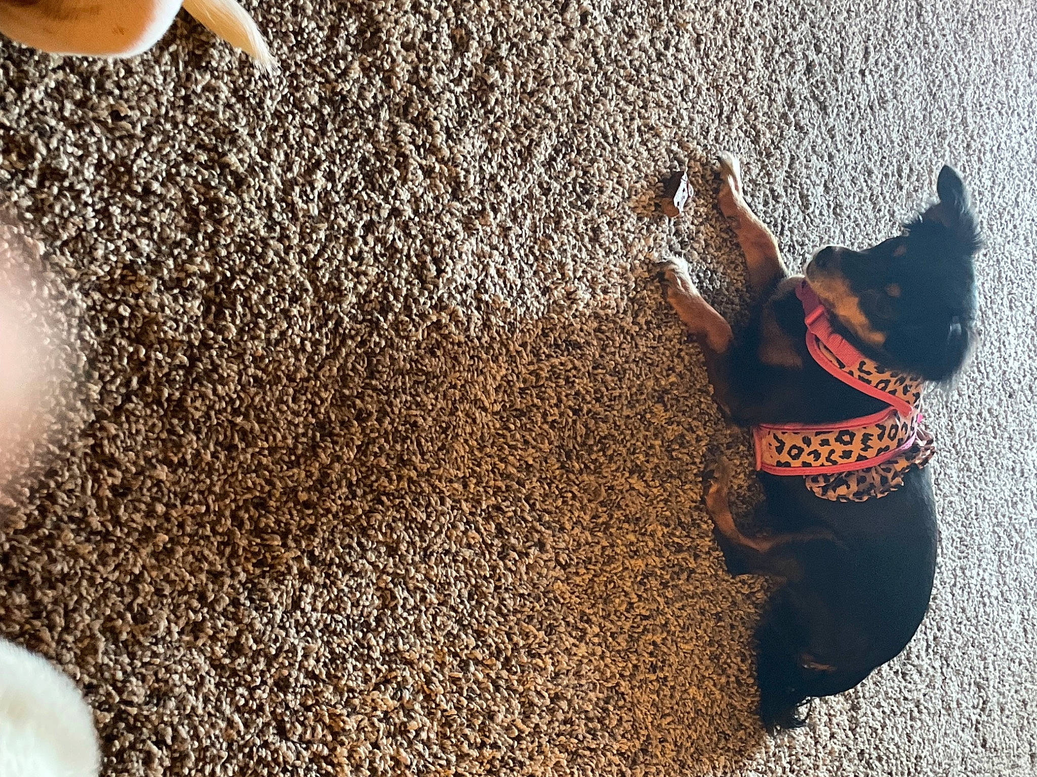 Tatum joined the competition — help win amazing prizes! asphalt, carnivore, companion_dog, dog, dog_breed, flooring, foot, fun, grass, guard_dog, human_leg, leash, people_in_nature, road_surface, sand, shadow, soil, sunlight, tail, tints_and_shades