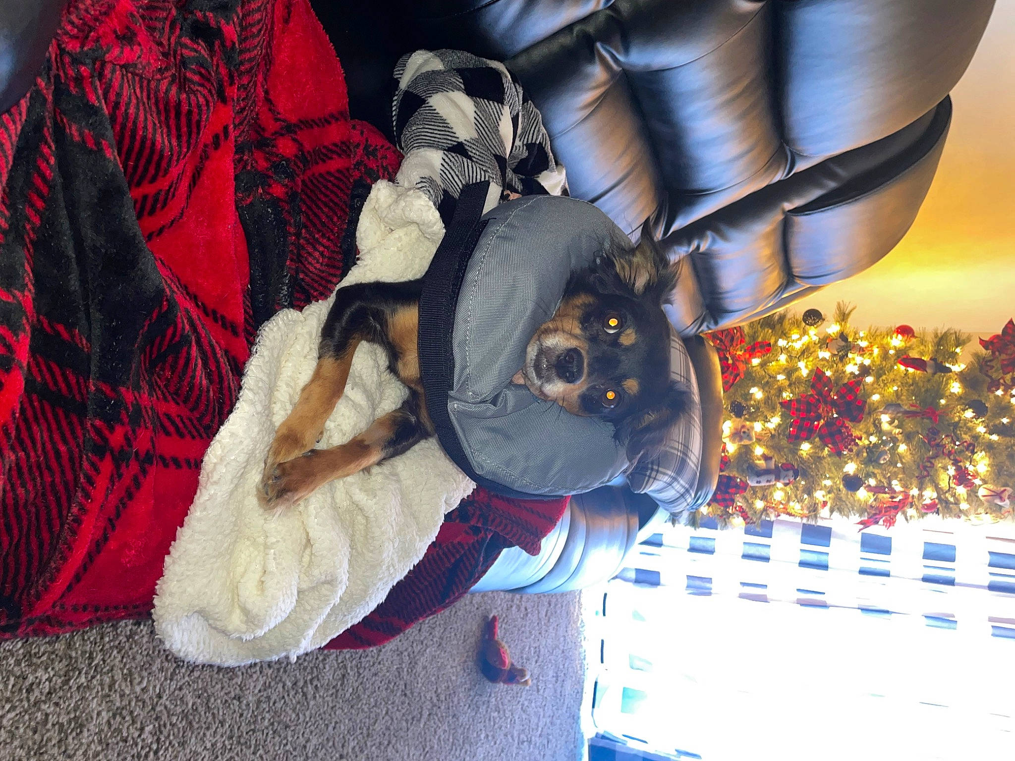 Tatum joined the competition — help win amazing prizes! bag, carmine, carnivore, christmas_ornament, christmas_tree, companion_dog, dog, dog_breed, event, fawn, fictional_character, fun, fur, holiday, holiday_ornament, leisure, ornament, pattern, plant, tree
