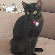 Star is registered to the contest to win money with this photo: black_cat, cat, pet, animal, feline, sitting, indoor, couch, furniture, collar, pink_bell, curious, ears, whiskers, tail, domestic_animal, household, fur, eyes, background
