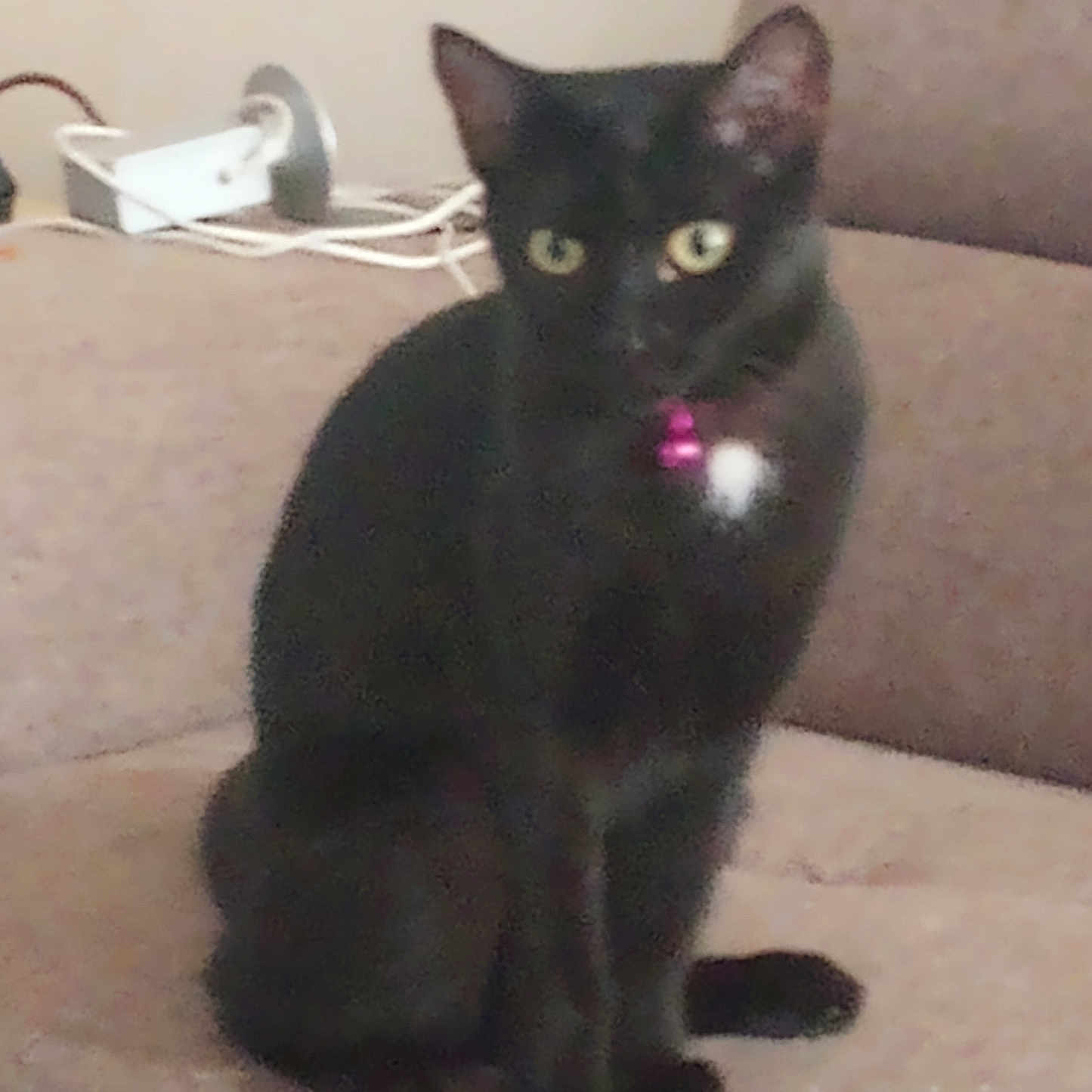 Star is registered to the contest to win money with this photo: animal, background, black_cat, cat, collar, couch, curious, domestic_animal, ears, eyes, feline, fur, furniture, household, indoor, pet, pink_bell, sitting, tail, whiskers