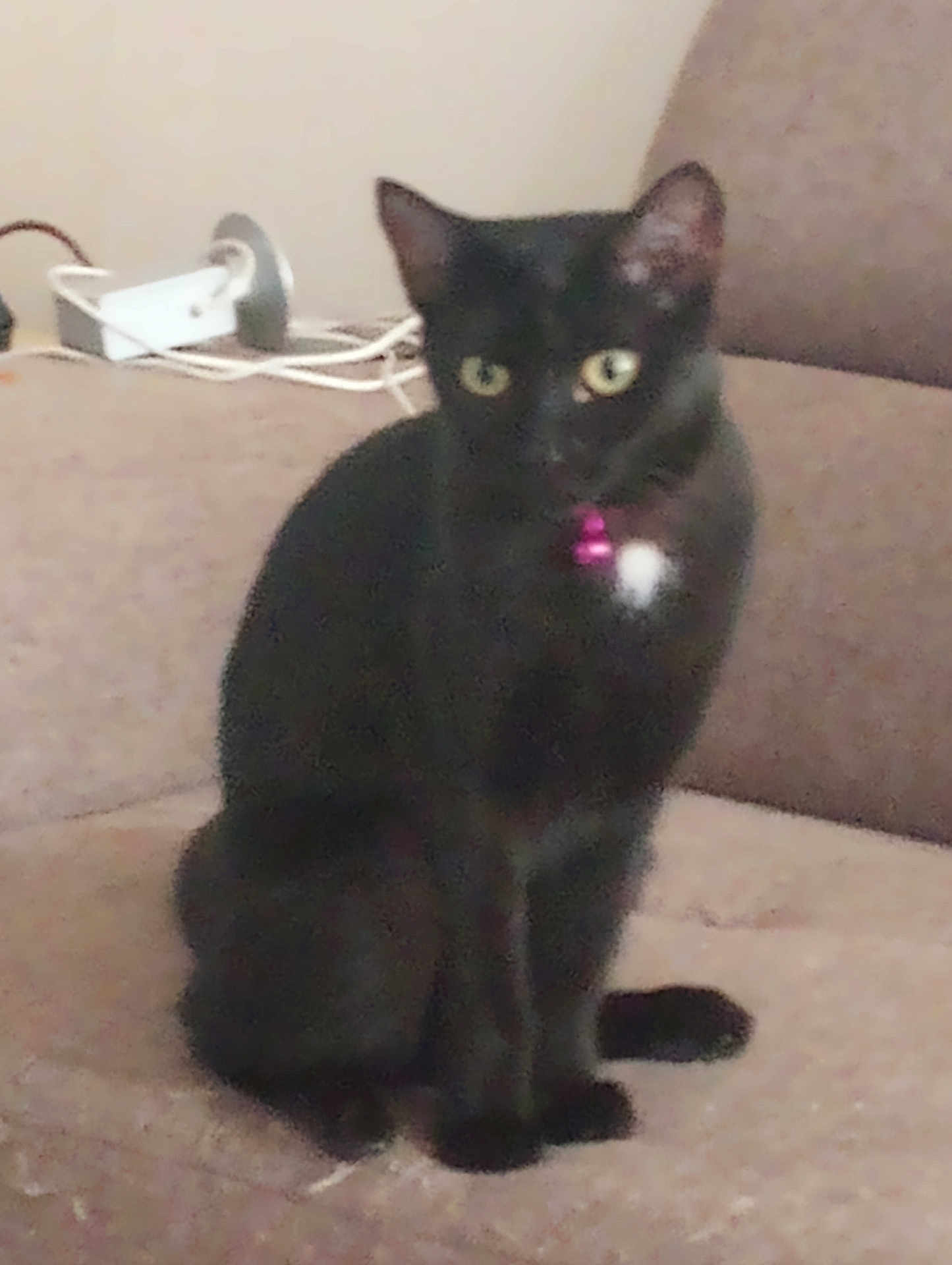 Star is registered to the contest to win money with this photo: black_cat, cat, pet, animal, feline, sitting, indoor, couch, furniture, collar, pink_bell, curious, ears, whiskers, tail, domestic_animal, household, fur, eyes, background