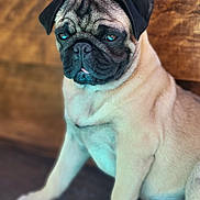 Aldo a rejoint le concours — aidez-le/la à gagner de superbes lots ! pug, dog, pet, animal, portrait, sitting, wrinkles, short_muzzle, black_mask, fawn_coat, floppy_ears, blue_eyes, tongue, serious_expression, indoor, wooden_background, close_up, front_view, fur, canine