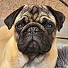 Aldo a rejoint le concours — aidez-le/la à gagner de superbes lots ! pug, dog, pet, canine, animal, portrait, close_up, wrinkled_face, floppy_ears, short_hair, fawn_coat, black_muzzle, brown_eyes, indoor, floor, blanket, couch, cozy, centered, photography