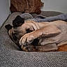 dog, pug, sleeping, resting, upside_down, paw, pet, animal, fawn_coat, black_mask, couch, sofa, blanket, indoors, cozy, relaxed, cute, nap, portrait, home