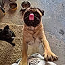 Aldo participe au concours pour gagner de l'argent avec cette photo : dog, pug, puppy, black_pug, tan_pug, tongue, funny, standing, indoor, rug, floor, food_bowls, pet, companion, furry, portrait, looking_at_camera, playful, home, animal
