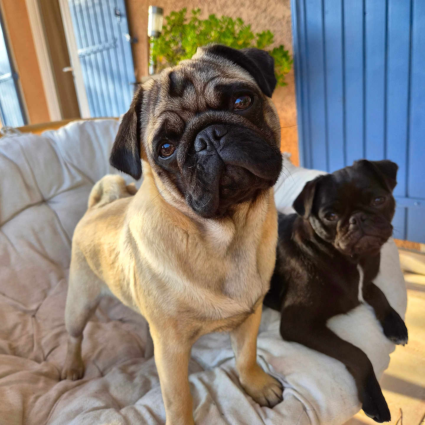 Aldo a rejoint le concours — aidez-le/la à gagner de superbes lots ! dogs, pugs, pets, canine, tan_dog, black_dog, animal_portrait, sitting, couch, cushion, chair, outdoor, door, blue_door, plant, sunlight, facial_expression, wrinkled_face, floppy_ears, companion_animals