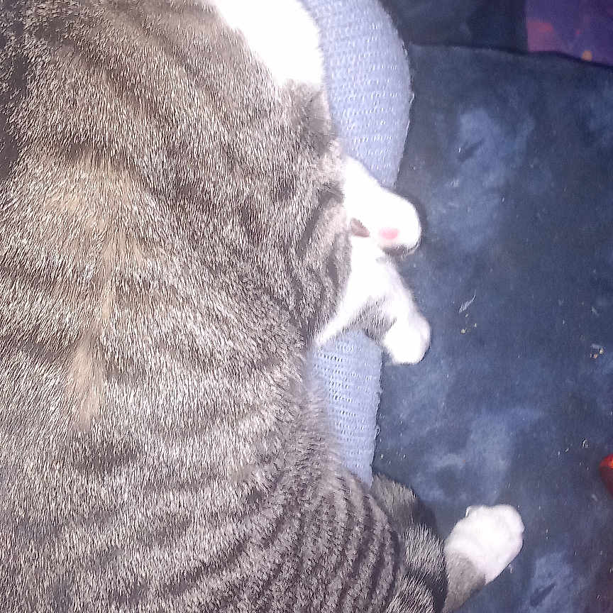 Nagato joined the competition — help win amazing prizes! abyssinian, adult, animal, armchair, blanket, cat, chair, couch, cushion, egyptiancat, furniture, head, homedecor, kitten, male, man, manx, person, pet, sleeping