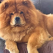 Oakley is registered to the contest to win money with this photo: dog, chow_chow, fluffy, pet, animal, canine, indoor, couch, relaxed, furry, paw, mammal, companion, portrait, brown, cute, domestic, resting, cozy, fur